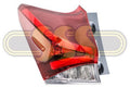 Toyota Corolla 94-On Tail Lamp Left Hand (04/16-05/18)